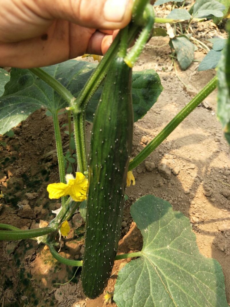 黄瓜鲜花带刺18~22公分有青亮型黑亮型干花带刺有中条
