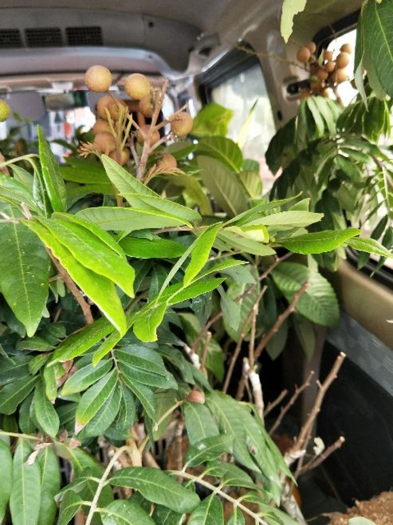 龙眼树苗四季龙眼树苗80cm