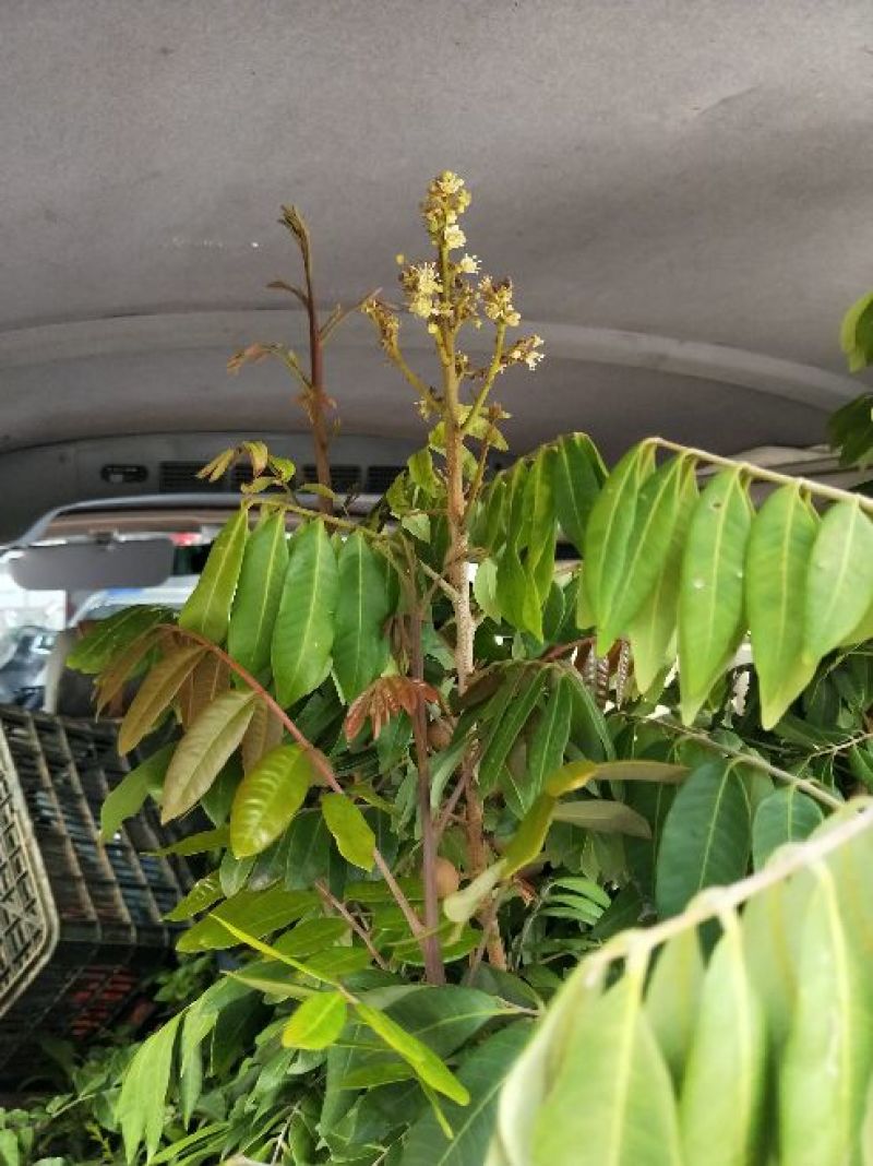 龙眼树苗四季龙眼树苗80cm