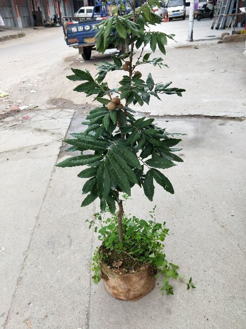 龙眼树苗四季龙眼树苗80cm