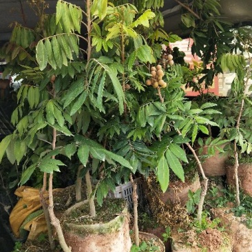 龙眼树苗四季龙眼树苗80cm