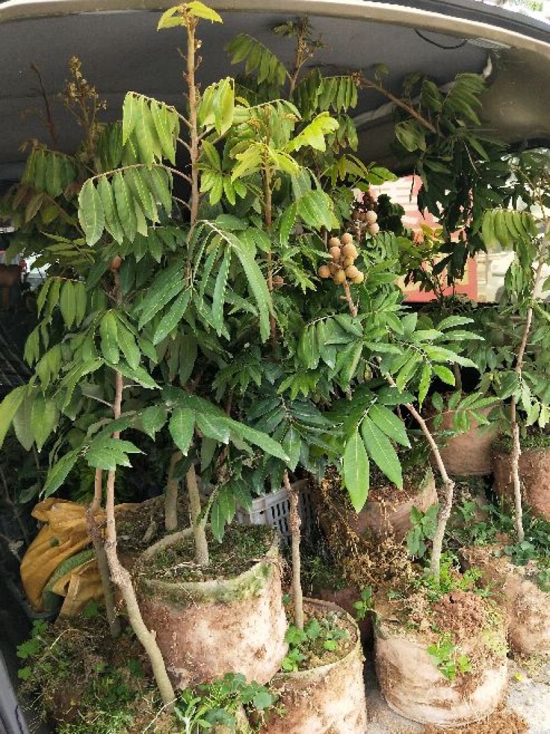 龙眼树苗四季龙眼树苗80cm