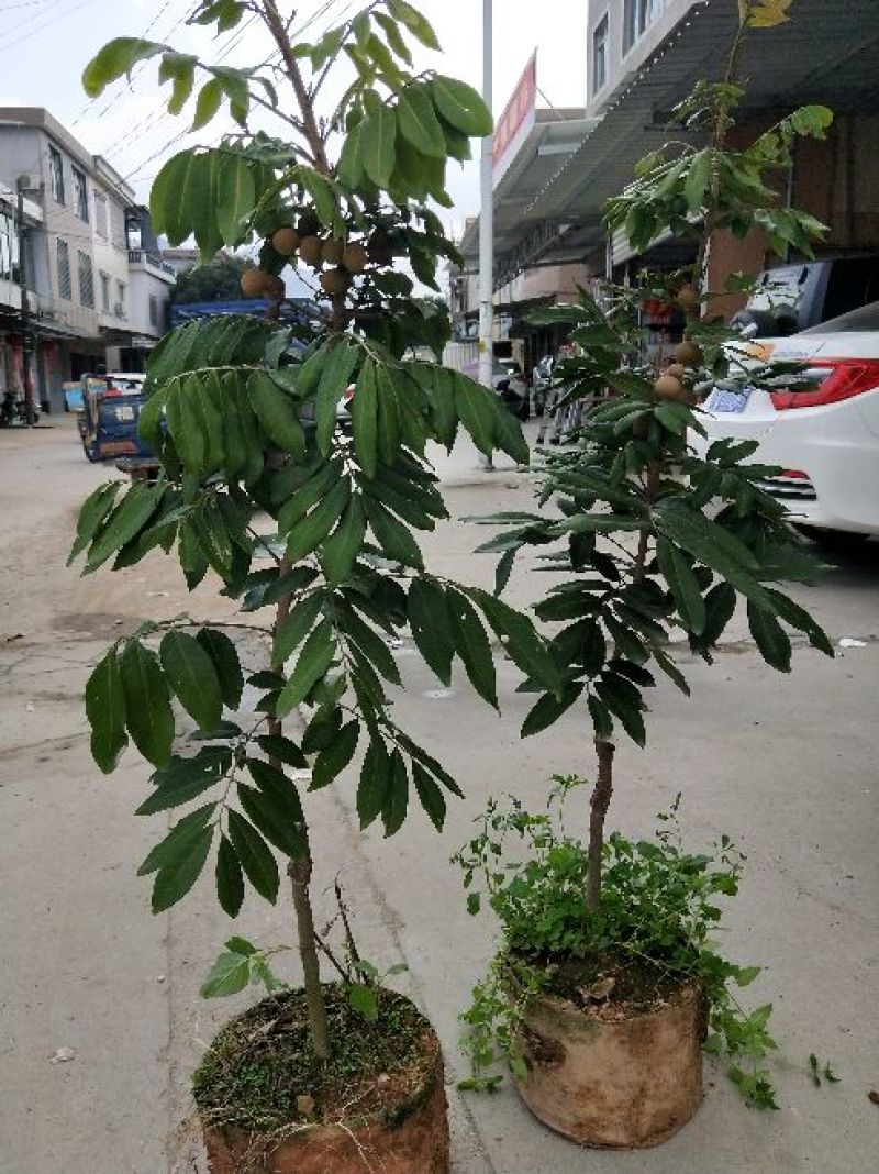 龙眼树苗四季龙眼树苗80cm