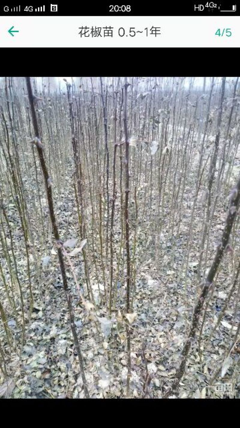 狮子头花椒苗0.5~1年