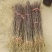 狮子头花椒苗0.5~1年