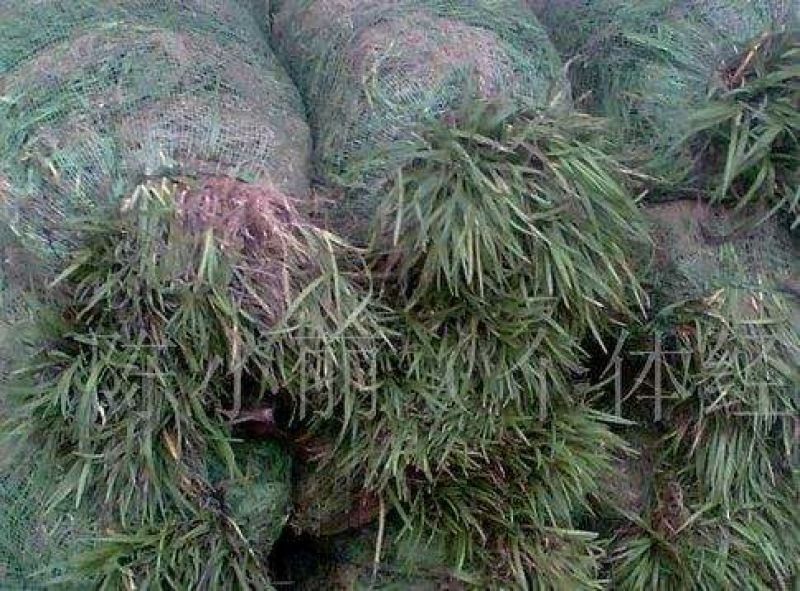 麦冬草