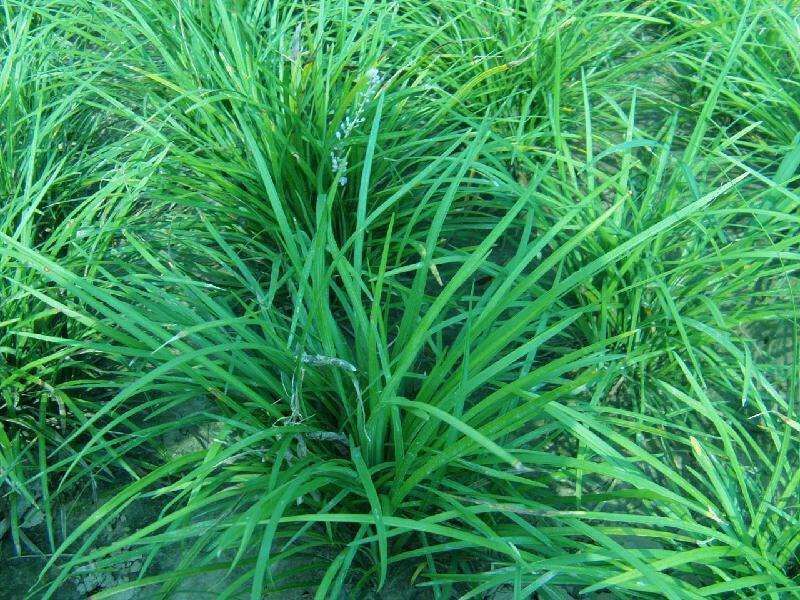 麦冬草
