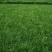 麦冬草