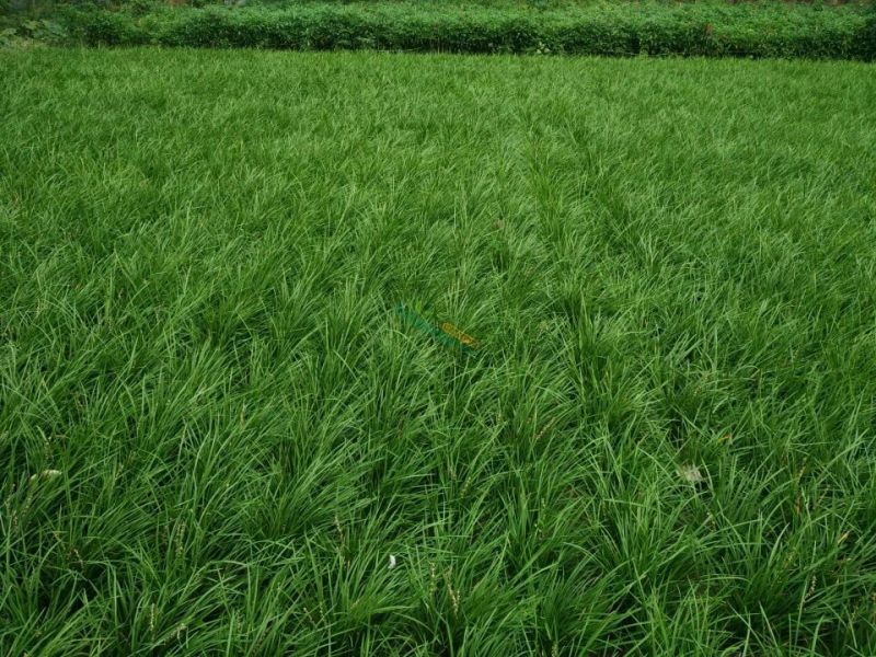 麦冬草