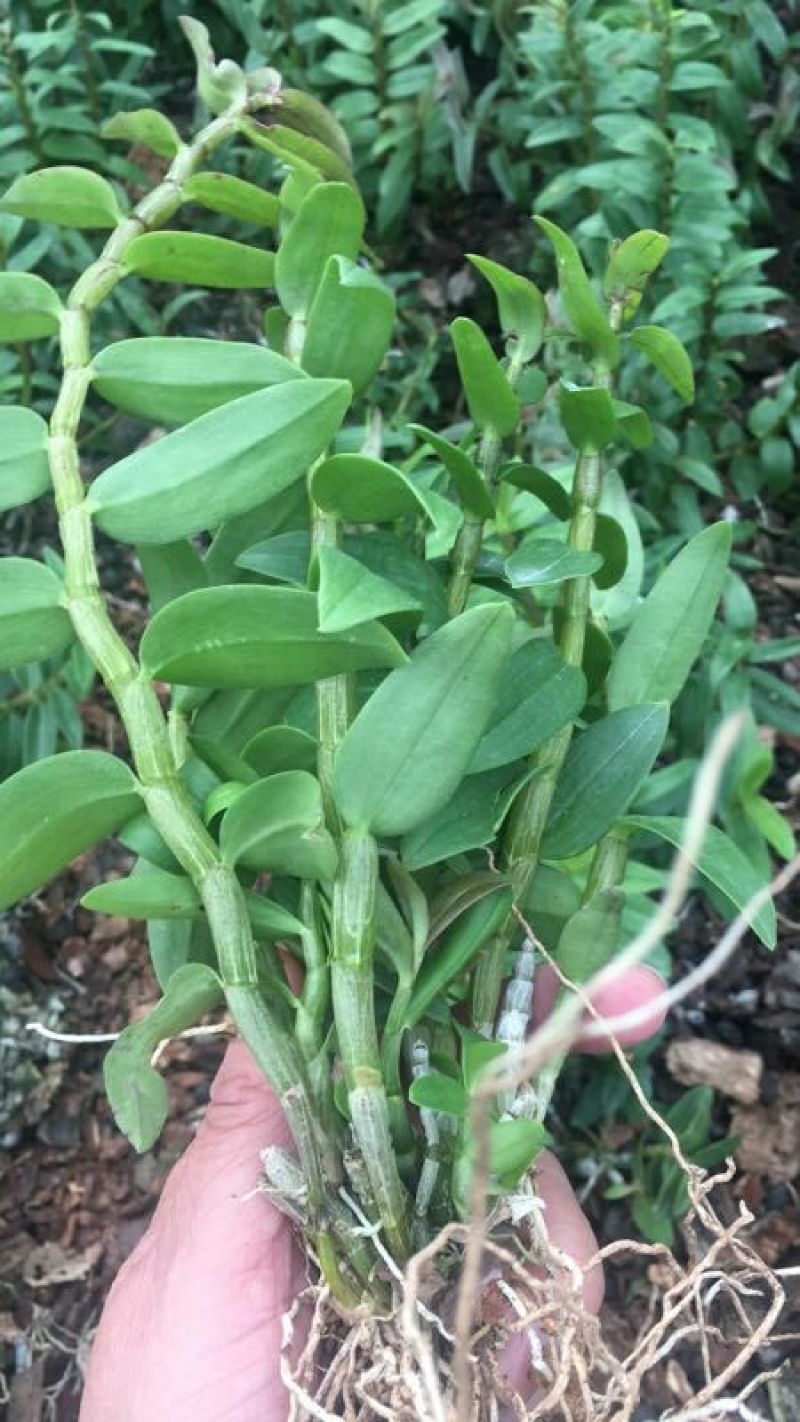 雁荡山铁皮石斛红杆软脚苗铁皮石斛二年半驯化苗量大从优