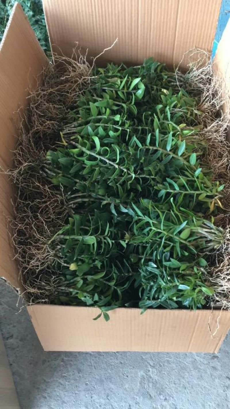 雁荡山铁皮石斛红杆软脚苗铁皮石斛二年半驯化苗量大从优