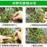 雁荡山铁皮石斛红杆软脚苗铁皮石斛二年半驯化苗量大从优