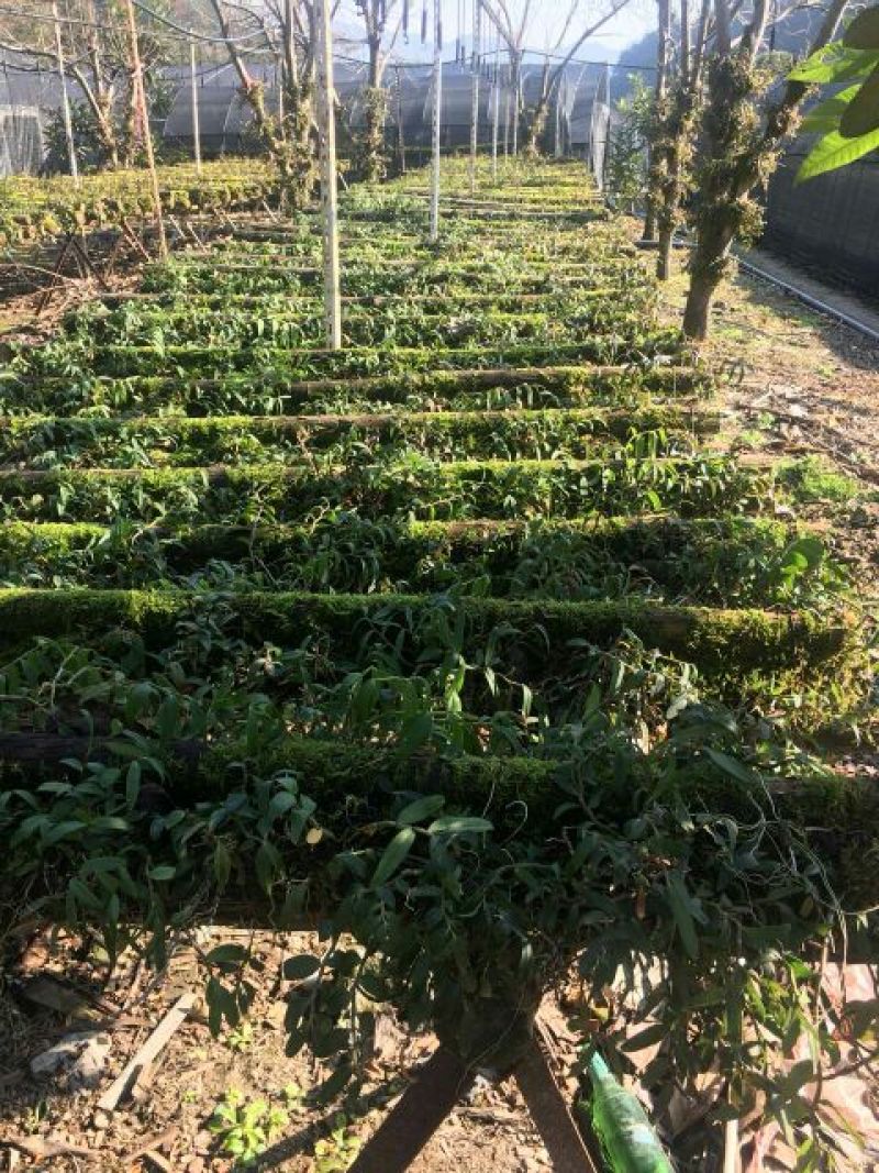 雁荡山铁皮石斛红杆软脚苗铁皮石斛二年半驯化苗量大从优