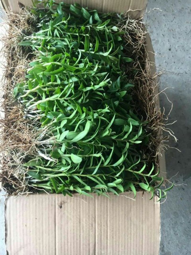 雁荡山铁皮石斛红杆软脚苗铁皮石斛二年半驯化苗量大从优