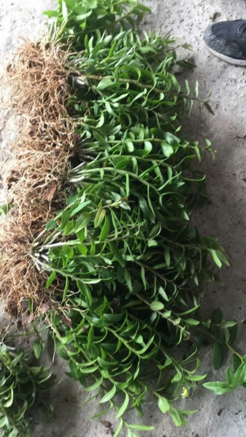 雁荡山铁皮石斛红杆软脚苗铁皮石斛二年半驯化苗量大从优