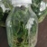 雁荡山铁皮石斛瓶苗10cm以下