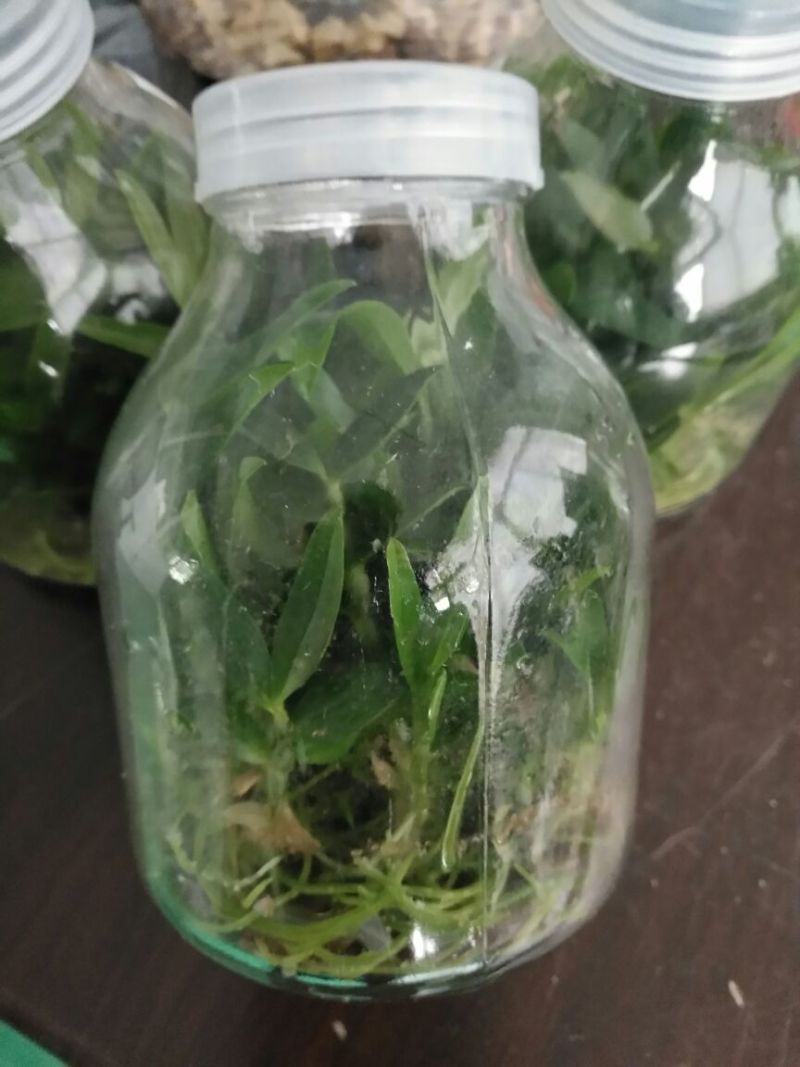 雁荡山铁皮石斛瓶苗10cm以下