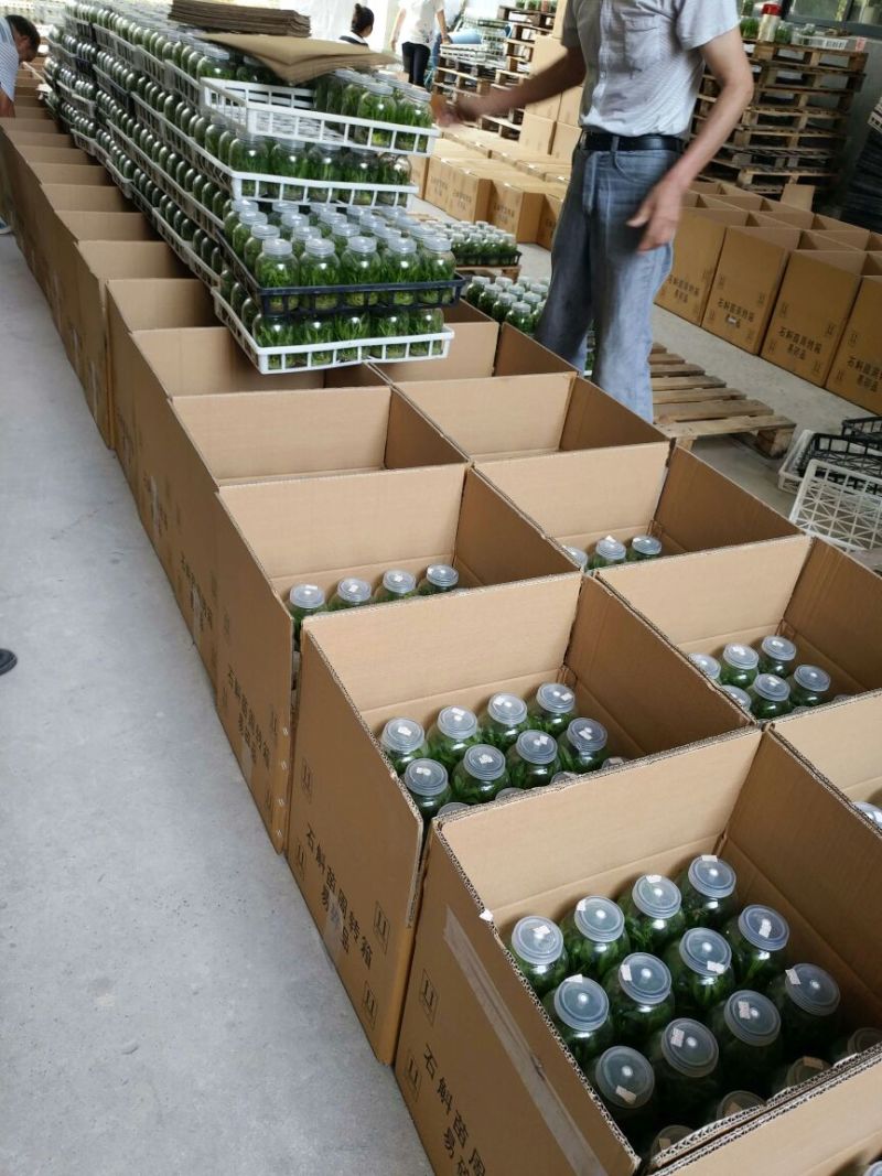 雁荡山铁皮石斛瓶苗10cm以下