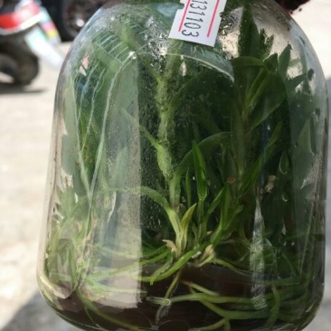 雁荡山铁皮石斛瓶苗10cm以下