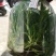 雁荡山铁皮石斛瓶苗10cm以下