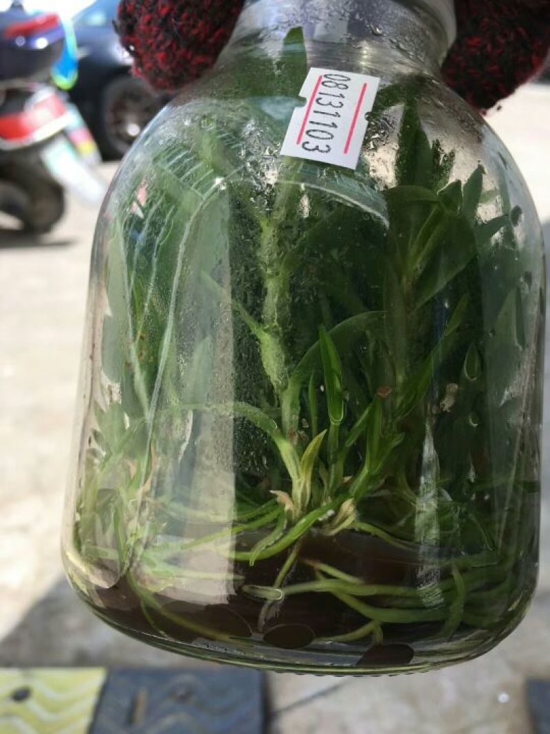 雁荡山铁皮石斛瓶苗10cm以下