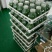 雁荡山铁皮石斛瓶苗10cm以下