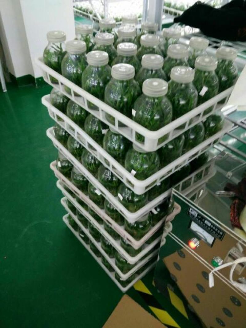 雁荡山铁皮石斛瓶苗10cm以下