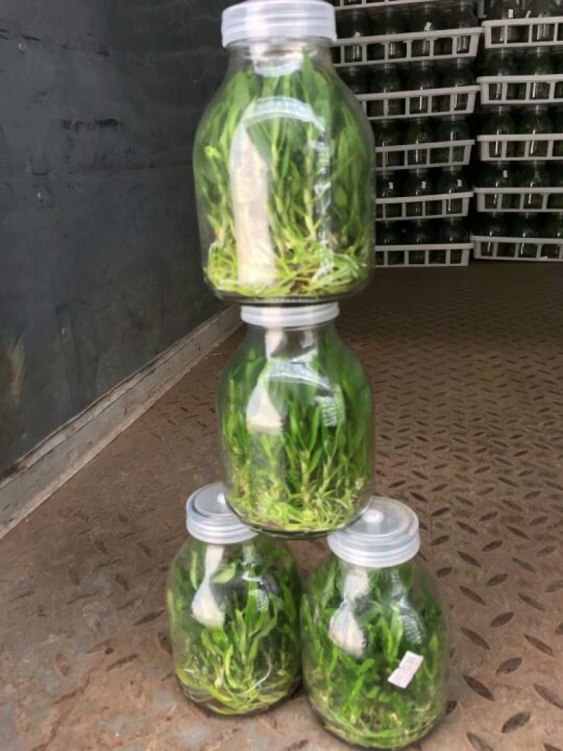 雁荡山铁皮石斛瓶苗10cm以下