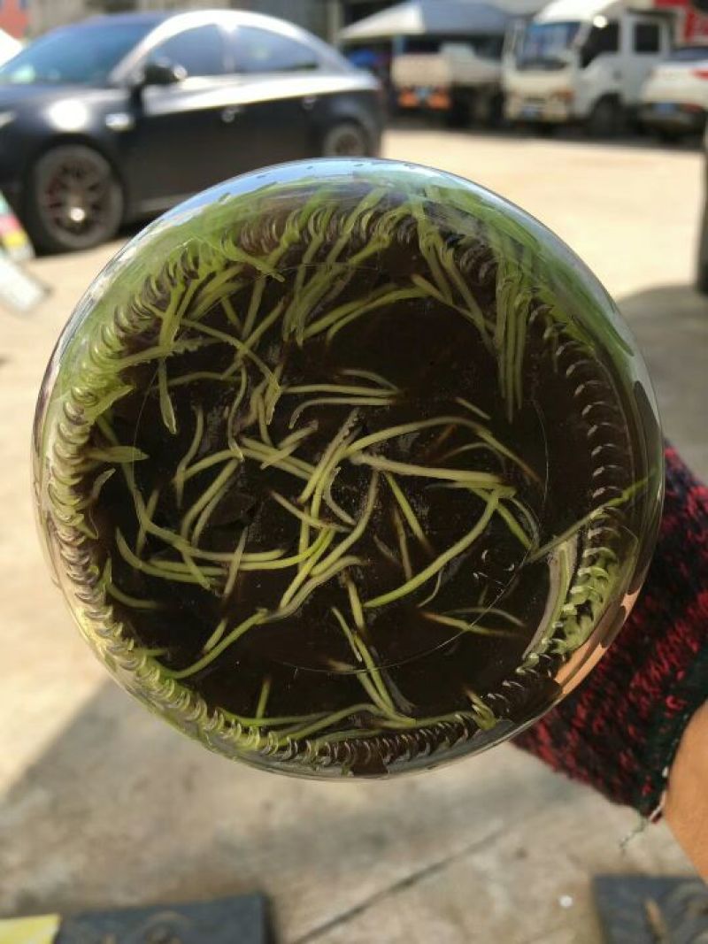 雁荡山铁皮石斛瓶苗10cm以下