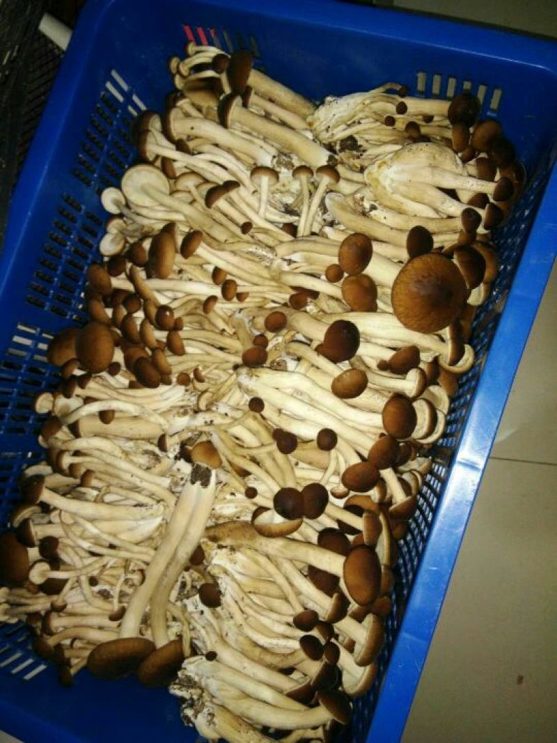 黄茶树菇12cm