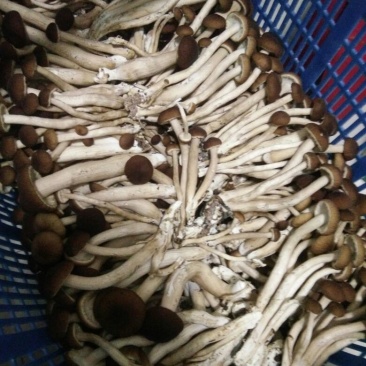 黄茶树菇12cm
