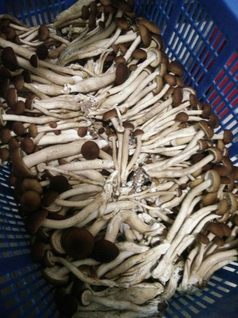 黄茶树菇12cm