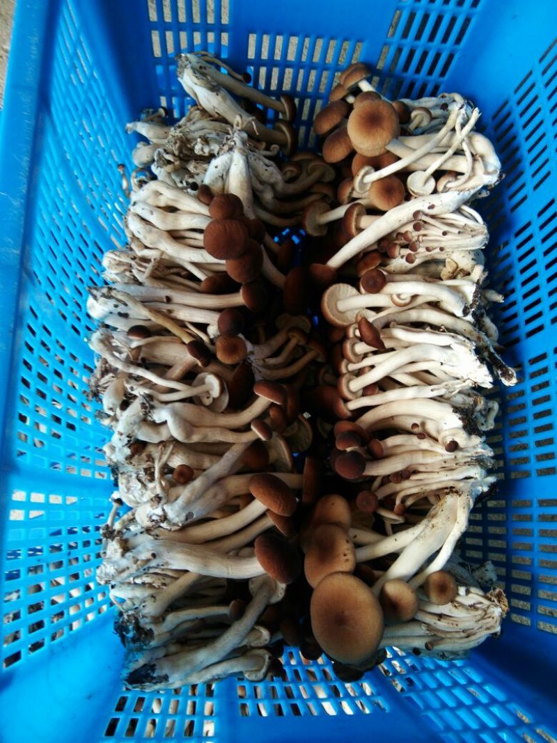黄茶树菇12cm
