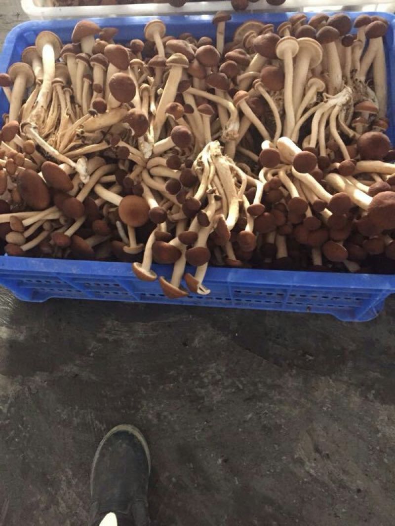 黄茶树菇12cm
