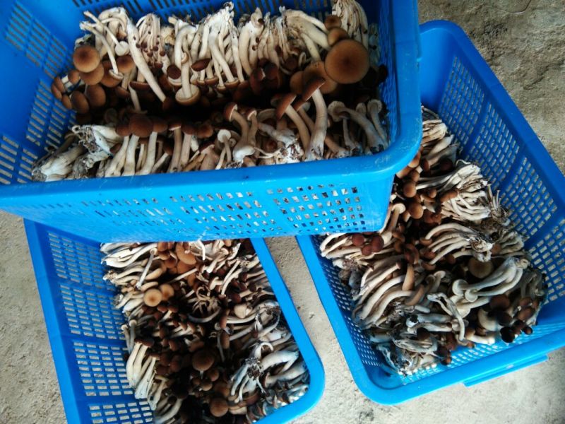 黄茶树菇12cm