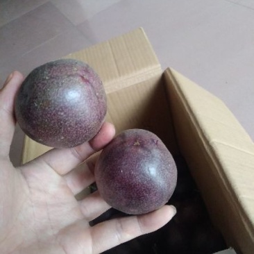紫香一号90~100g紫果