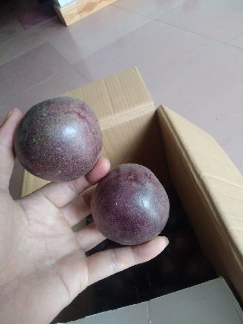 紫香一号90~100g紫果