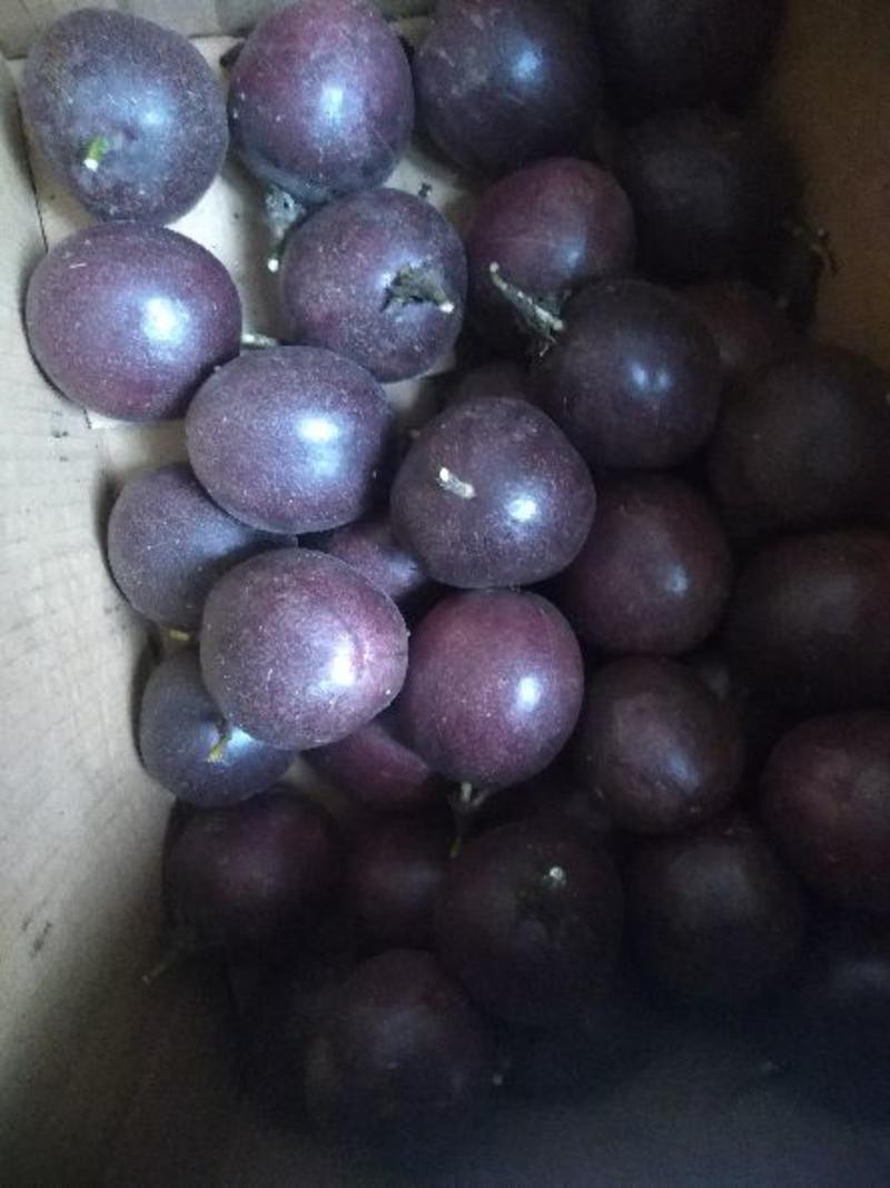 紫香一号90~100g紫果