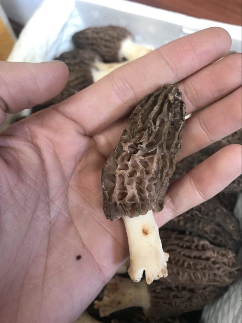 羊肚菌中上通货