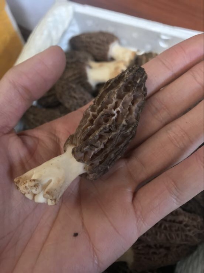 羊肚菌中上通货