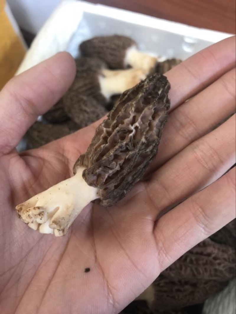羊肚菌中上通货