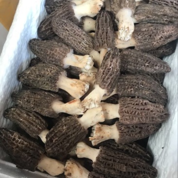 羊肚菌中上通货