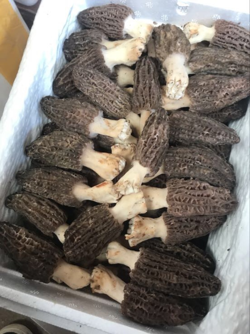 羊肚菌中上通货