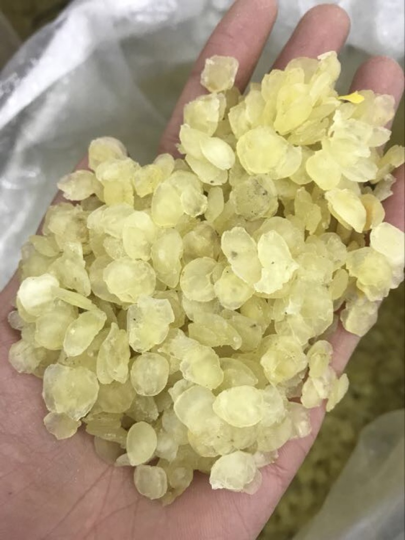 皂角米