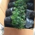 铁皮石斛盆花铁皮石斛黑盆盆栽量大从优