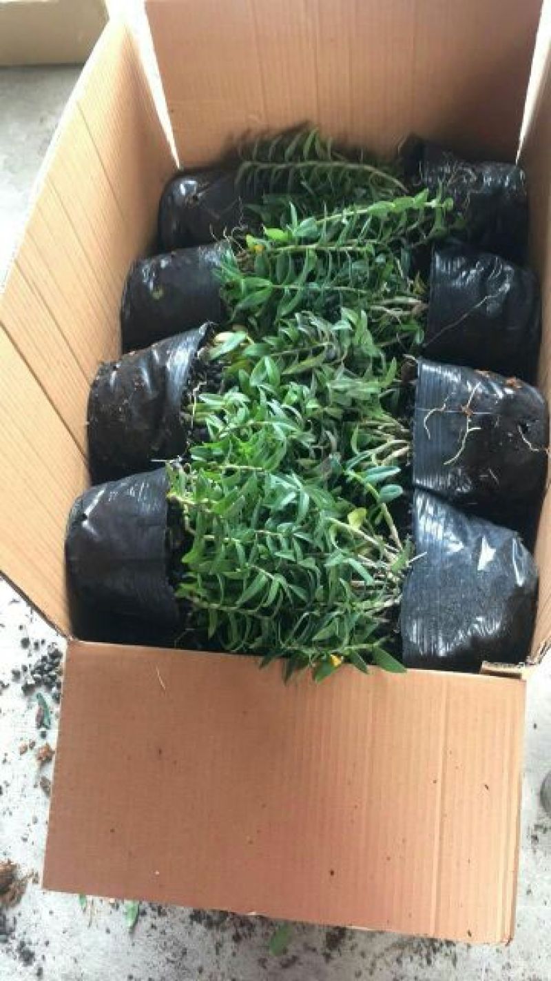铁皮石斛盆花铁皮石斛黑盆盆栽量大从优