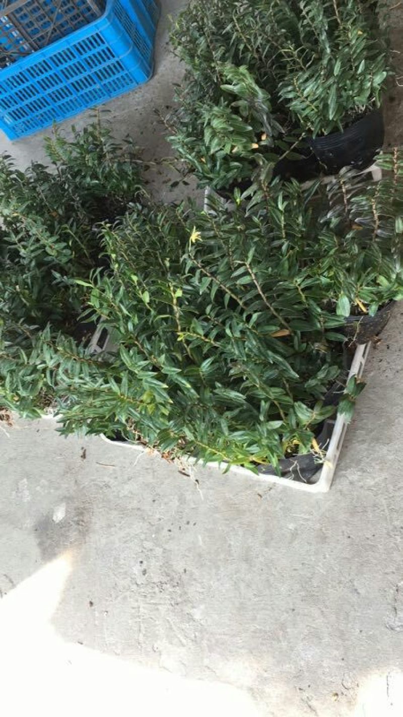 铁皮石斛盆花铁皮石斛黑盆盆栽量大从优
