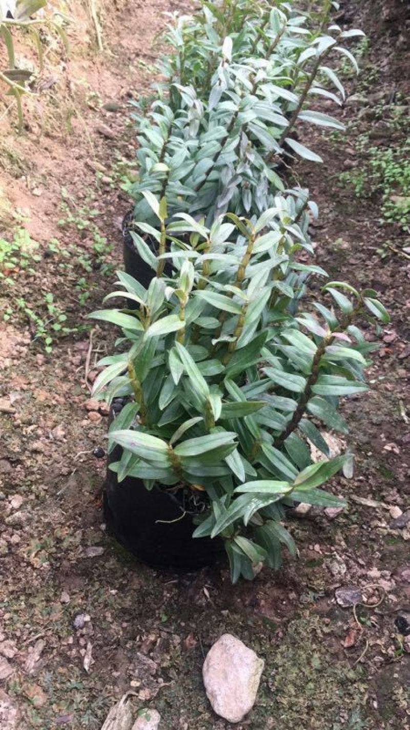 铁皮石斛盆花铁皮石斛黑盆盆栽量大从优