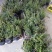 铁皮石斛盆花铁皮石斛黑盆盆栽量大从优
