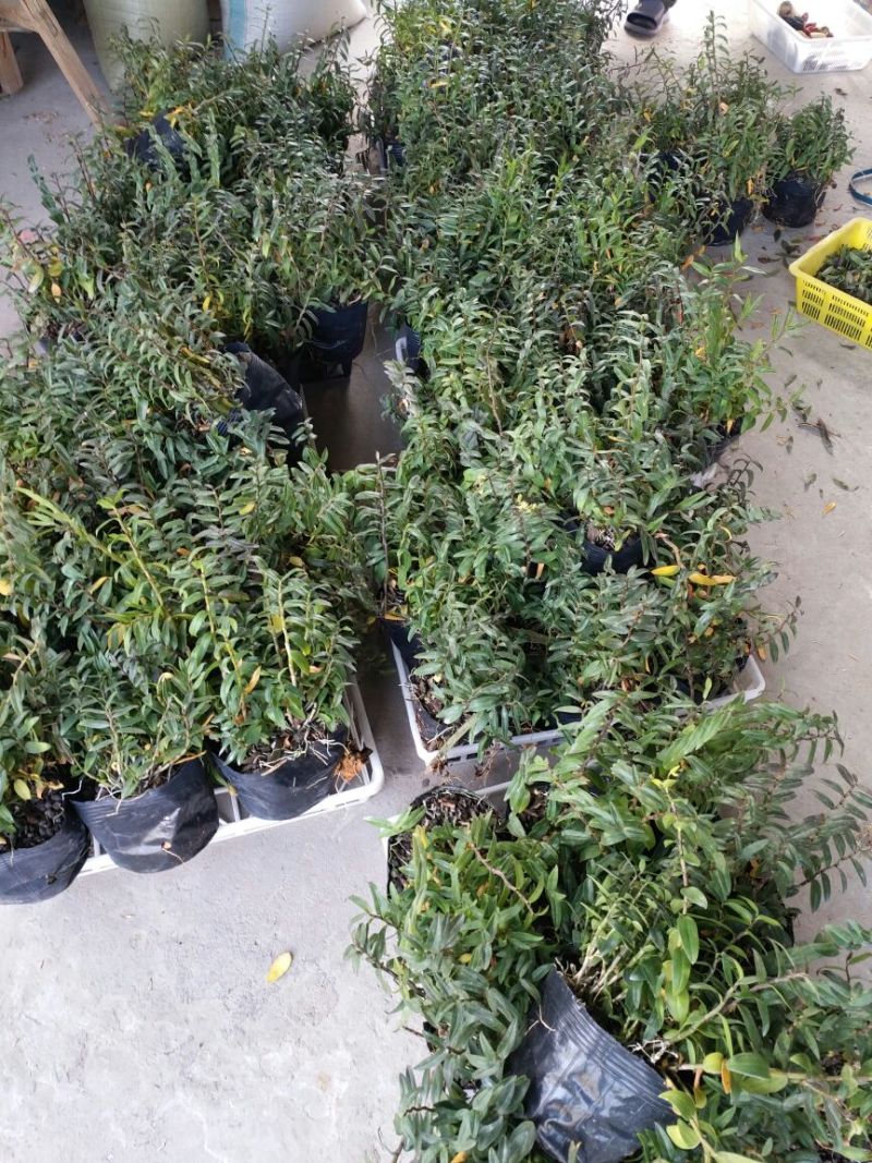 铁皮石斛盆花铁皮石斛黑盆盆栽量大从优